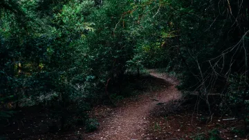 a dirt path through a forest